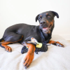 Steel Dog Bumblebee Plush, Squeaky Toy, Tough Chewer