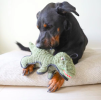 Steel Dog Ruffian Dino T-Rex Plush, Squeaky Toy, Tough Chewer