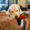Steel Dog Ruffian Flyer Butterfly Plush, Squeaky Toy, Tough Chewer