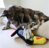 Steel Dog Durable Toucan Plush, Squeaky Dog Toy, Tough Chewer