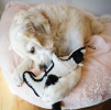 SteelDog Ruffian Hoofer Cow Plush, Squeaky Toy, Tough Chewer