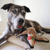Steel Dog Ruffian Game Bird Pheasant Plush, Squeaky Toy, Tough Chewer