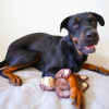 Steel Dog Ruffian Safari Monkey Plush, Squeaky Toy, Tough Chewer