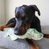 Steel Dog Denim Bass Plush, Squeaky Toy, Tough Chewer