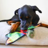 Steel Dog Ruffian Flyer Dragonfly Plush, Squeaky Toy, Tough Chewer
