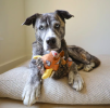 Steel Dog Ruffian Prairie Buffalo Plush, Squeaky Toy, Tough Chewer