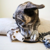 Steel Dog Flat Tugger Wolf Plush, Squeaky Toy, Tough Chewer