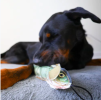 Steel Dog Denim Perch Plush, Squeaky Toy, Tough Chewer