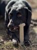 SodaPup Tough Nylon Bone Chew Toy for Aggressive Chewers