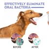Dog Dental Spray for Fresh Breath and Oral Care