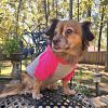 DoggieDesign Color-Block Hoodie