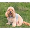 DoggieDesign Breathable Cool Mesh Dog Harness and Leash Set