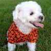 DoggieDesign Halloween Camp Shirts