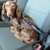 DoggieDesign Seat Belt Strap Dog Car Leash