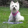 DoggieDesign Soft Pull Traffic Dog Leash