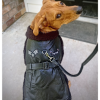 DoggieDesign Top Dog Flight Harness Coat