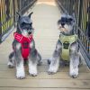 Doggie Design Venture Paw Pull Control Dog Harness